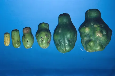 deformed and misshapen fruits showing symptoms of boron (b) deficiency