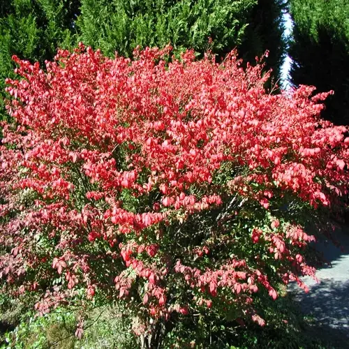 dense burning bush shrub displaying vibrant red autumn foliage, surrounded by evergreen trees under clear blue sky