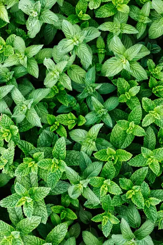 dense cluster of vibrant green spearmint plant leaves (mentha spicata) with characteristic serrated edges and aromatic foliage
