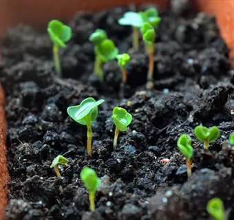 dense cluster of young spinach seedlings in dark soil - illustrates need for thinning to ensure proper spacing and growth