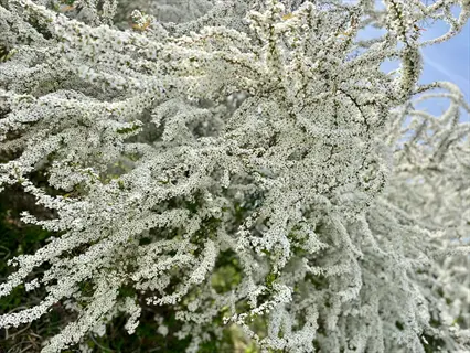 dense clusters of white flowers on a blooming spirea shrub (spiraea spp.) under clear blue sky
