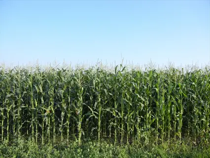 dense corn block planting rows under clear blue sky, demonstrating block planting method for improved pollination