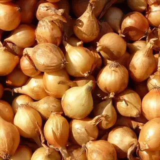 dense pile of dutch yellow shallot bulbs with brown papery skins and dried stems filling the frame