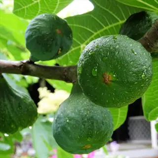 desert king fig green fruits with dewdrops growing on a tree branch among lush green leaves in a garden setting