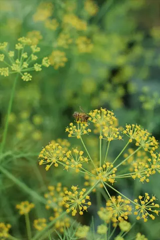 dill flowers garden: yellow dill blooms in various stages with a bee pollinating, set in a lush green garden background (dill)