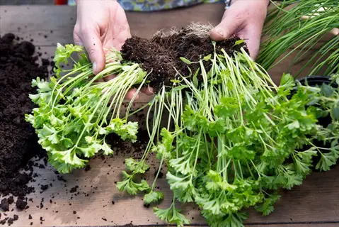 dividing herb plants: hands holding root clump of parsley with visible soil, demonstrating plant division process