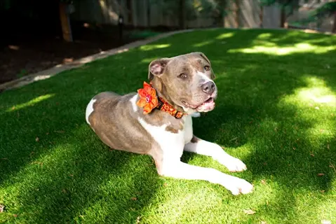 dog lying on grass in a garden yard, wearing a collar with a flower, patrolling the area
