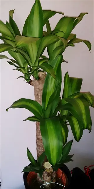 dracaena corn plant (dracaena fragrans) with vibrant green-striped leaves and thick woody stem in a pot, indoor setting