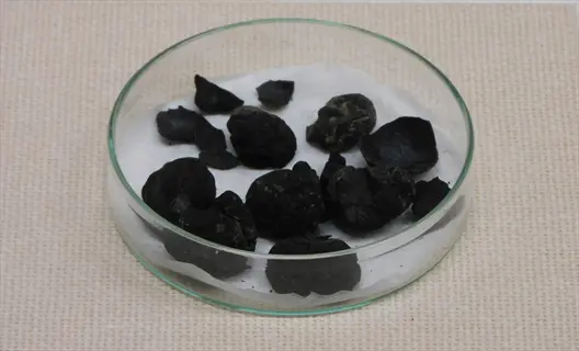 dried japanese chestnut nuts (castanea crenata) in a glass petri dish on a beige surface