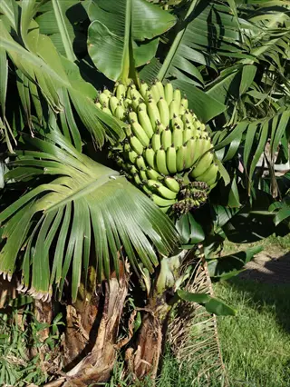 dwarf cavendish banana plant with large green leaves and unripe fruit bunch in natural setting