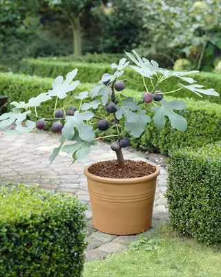 dwarf fig tree container: small potted fig tree bearing dark figs, surrounded by manicured boxwood hedges and cobblestone garden path