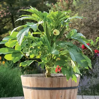 dwarf okra container plant in a wooden barrel with green leaves, okra pods, and a yellow flower, likely 'annie oakley ii dwarf.'