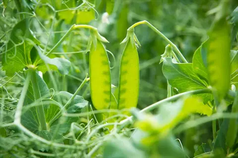 dwarf pea plant pods (similar to sugar ann snap peas) growing on lush green vines in a garden