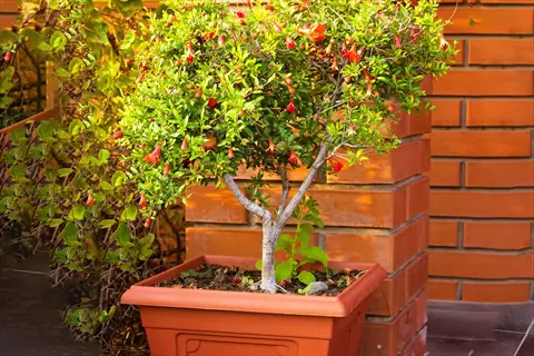 dwarf pomegranate plant in a container with red flowers and small fruits (nana variety)