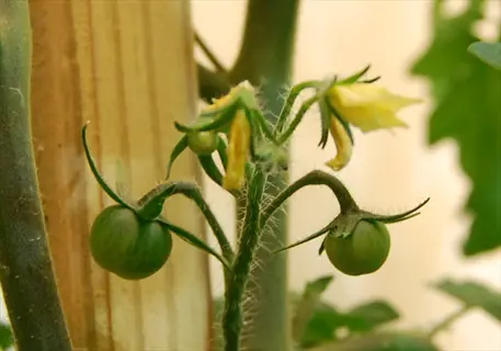 early girl tomato plant showing small green early fruit and yellow flowers on the vine