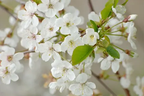 early richmond tart cherry: delicate white cherry blossoms with green leaves on slender branches against soft light background