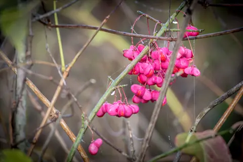 eastern wahoo (euonymus atrorubens) branches with vibrant pink berry clusters amid natural foliage