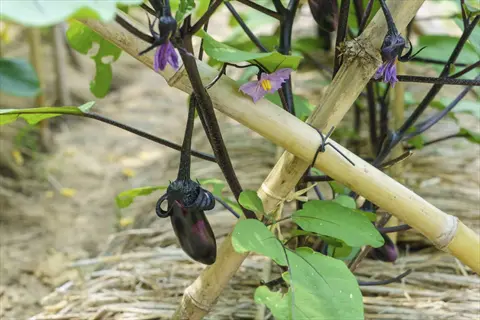eggplant plant with developing fruit supported by bamboo stakes, illustrating a staked eggplant setup (stake or cage heavy plants technique)