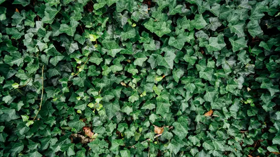 english ivy trailing: dense growth of hedera helix with vibrant green lobed leaves covering a surface