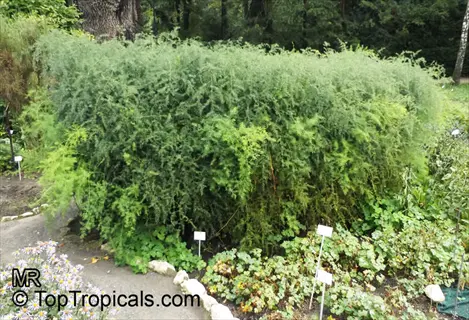 established asparagus bed (millennium variety) with lush feathery foliage in a cold climate garden, showing labeled plants along garden path