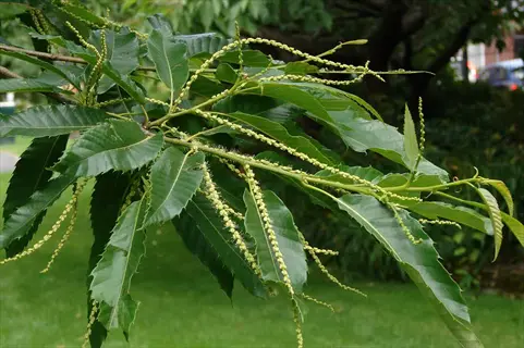 european sweet chestnut (castanea sativa) branch with green leaves and catkins in a garden setting