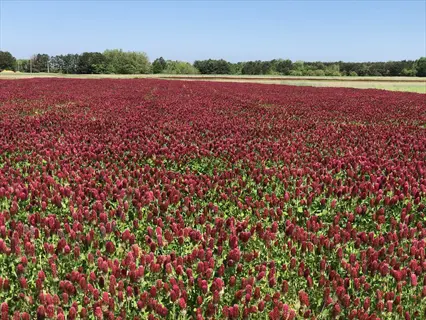 expansive cover crop garden field with crimson clover flowers under clear blue sky