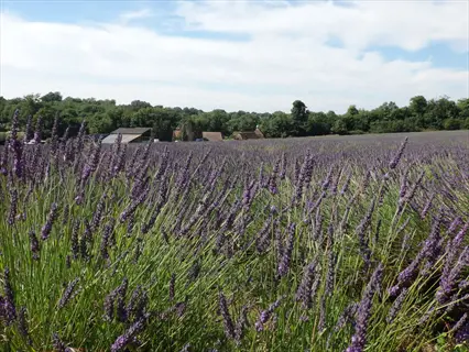 expansive grosso lavender field in full bloom under a partly cloudy sky, with distant farm structures and wooded horizon