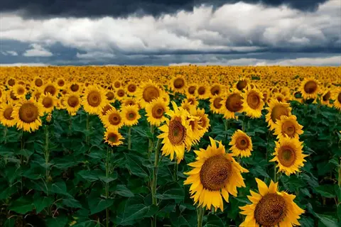 expansive sunflower garden border with dense yellow blooms under stormy clouds