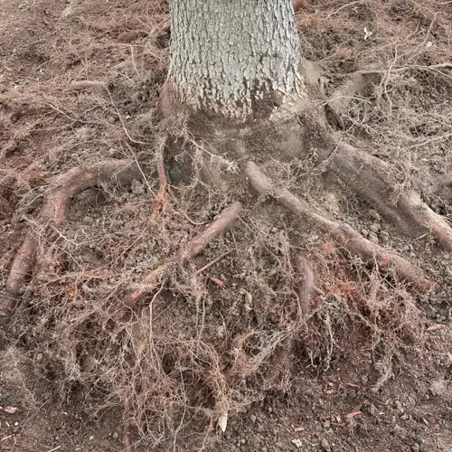 exposed plant roots spreading through healthy soil around tree base