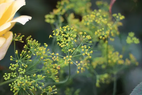 fennel flowering garden: delicate yellow fennel blooms with intricate umbels and a partial yellow rose in a soft-focus garden setting (fennel)