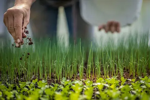 fertilizer herb garden: hand sprinkling soil/fertilizer on young green onion and leafy herb plants in a garden