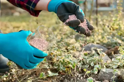 fertilizing vegetable garden: gloved hands sprinkling pink fertilizer granules from a container onto soil around green plants in an outdoor garden
