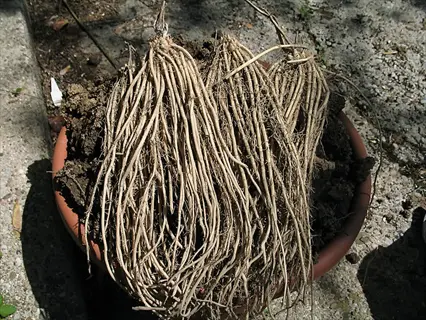 fibrous root system of jersey knight asparagus plants with extensive roots on soil surface