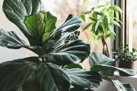 fiddle leaf fig plant (ficus lyrata) with large green leaves in indoor setting, other potted plants and window in background