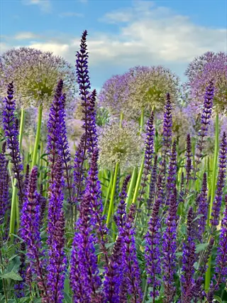 field of blooming lavender with allium flowers under a partly cloudy sky in a lavender flower garden
