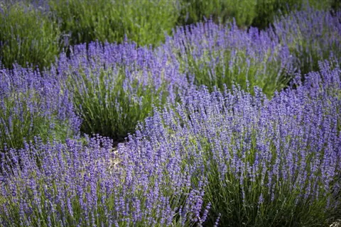 field of blooming munstead lavender with vibrant purple flowers and lush green foliage
