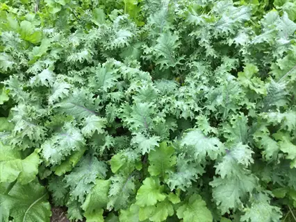 field of red russian kale plants with green, flat leaves growing in a garden