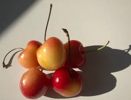five rainier cherries with yellow blush and red highlights, arranged on a white surface with sunlight and shadows