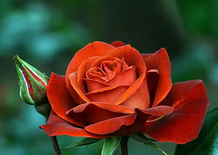 floribunda roses cluster blooming with deep red bloom and bud (floribunda shrub roses)