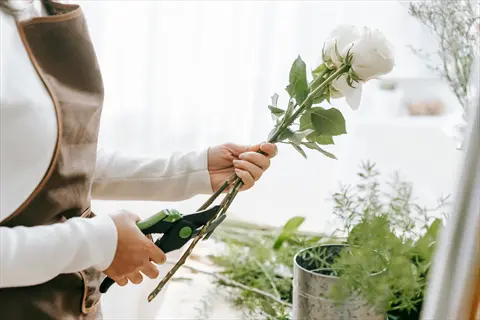 florist in brown apron using pruning shears cutting rose stem in a bright indoor workspace with potted plants and gardening tools