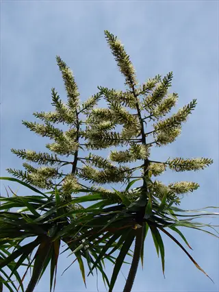flowering dracaena marginata (dragon tree) with tall white flower spikes against a clear blue sky, showcasing its rare indoor blooms