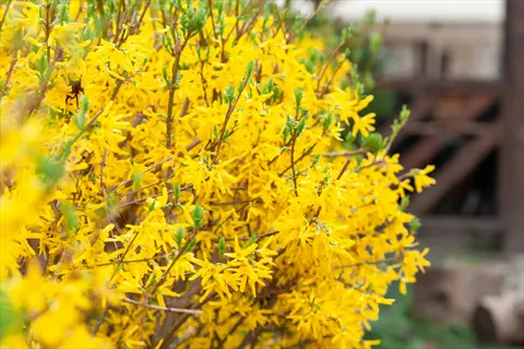 flowering forsythia shrub covered in bright yellow blooms with arching branches and new green leaves in a garden setting