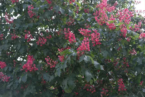 flowering hybrid chestnut orchard with vibrant pink blossoms and green foliage, resembling chinese-american hybrid chestnut