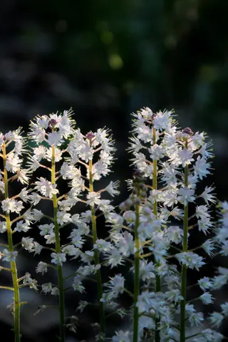 foamflower (tiarella cordifolia) blooming with white flowers on slender stems