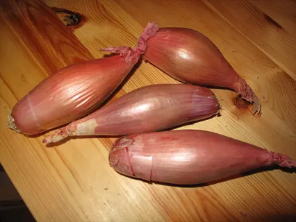 four elongated banana shallot bulbs (zebrune banana shallot variety) with coppery-purple skins on wooden surface