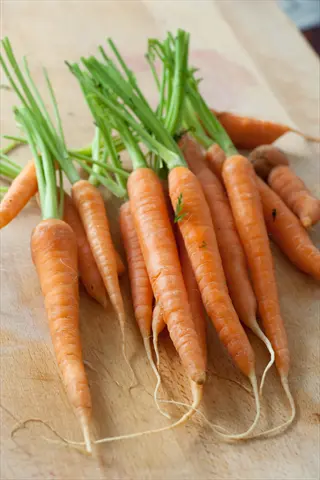 fresh baby finger carrots with vibrant green tops and roots, laid on a wooden surface
