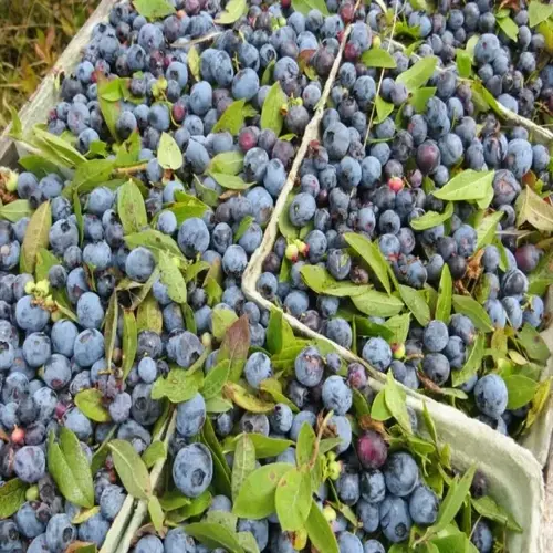 fresh blueberry bush harvest with ripe blueberries and green leaves
