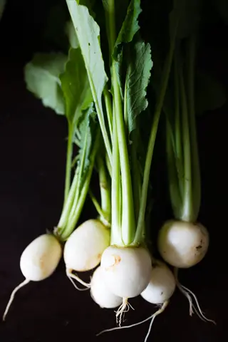 fresh bunch of hakurei white turnips with vibrant green leaves on dark background
