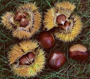 fresh chinese chestnut tree harvest with spiky husks and shiny chestnuts on grass