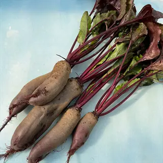 fresh cylindra beets with elongated roots and vibrant green leaves on a light blue background